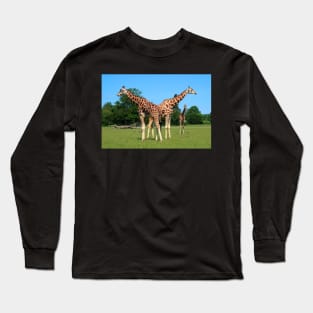 Girafs in Knuthenborg Safari park in Denmark Long Sleeve T-Shirt